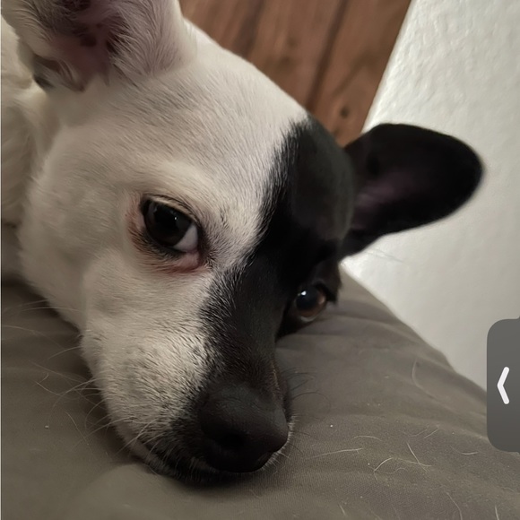 Meet your Posher, Deana - Picture 13 of 16